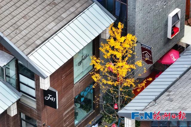 福州“下金雪”了!