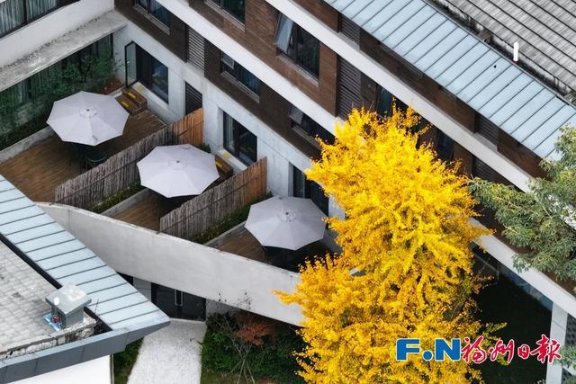 福州“下金雪”了!