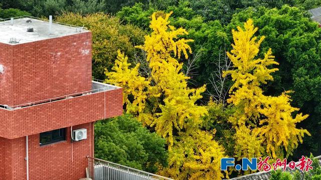 福州“下金雪”了!