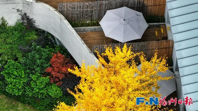 福州“下金雪”了!