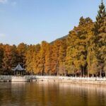 水杉秘境，福州的这两座绝美的森林公园，堪称冬日赏杉的宝藏胜地