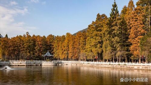 水杉秘境，福州的这两座绝美的森林公园，堪称冬日赏杉的宝藏胜地