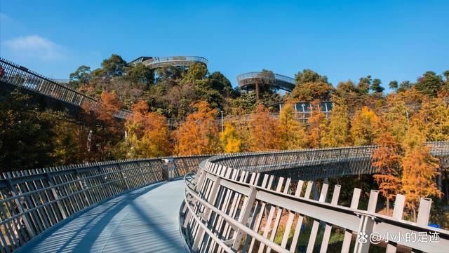 水杉秘境，福州的这两座绝美的森林公园，堪称冬日赏杉的宝藏胜地