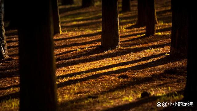 水杉秘境,福州的这两座绝美的森林公园,堪称冬日赏杉的宝藏胜地