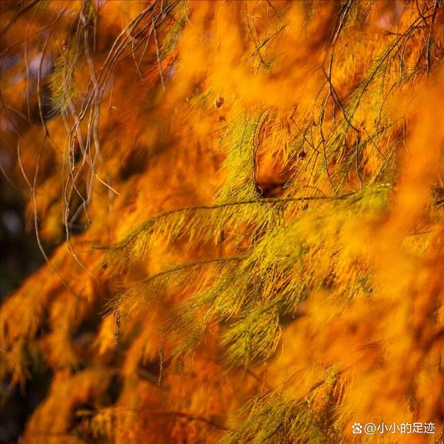 水杉秘境,福州的这两座绝美的森林公园,堪称冬日赏杉的宝藏胜地