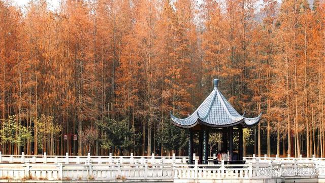 水杉秘境,福州的这两座绝美的森林公园,堪称冬日赏杉的宝藏胜地