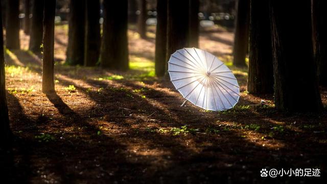 水杉秘境,福州的这两座绝美的森林公园,堪称冬日赏杉的宝藏胜地