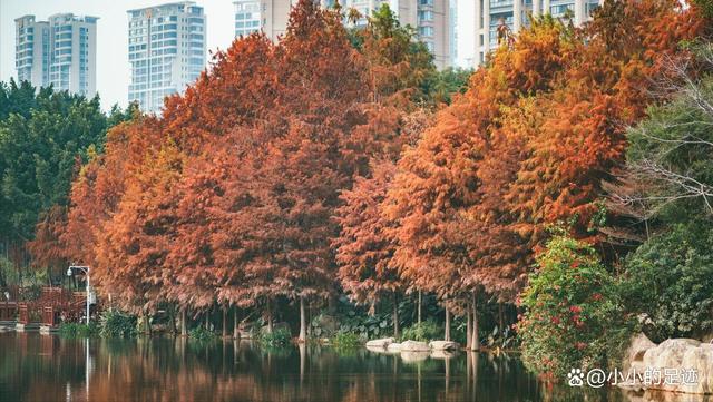 水杉秘境,福州的这两座绝美的森林公园,堪称冬日赏杉的宝藏胜地