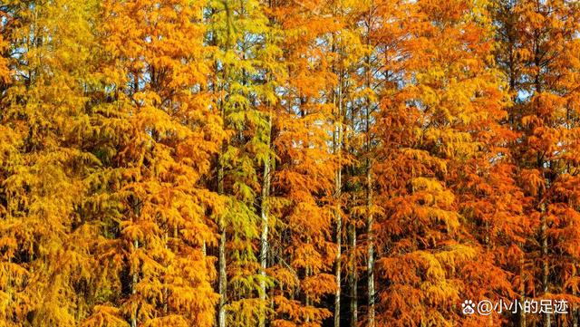 水杉秘境,福州的这两座绝美的森林公园,堪称冬日赏杉的宝藏胜地