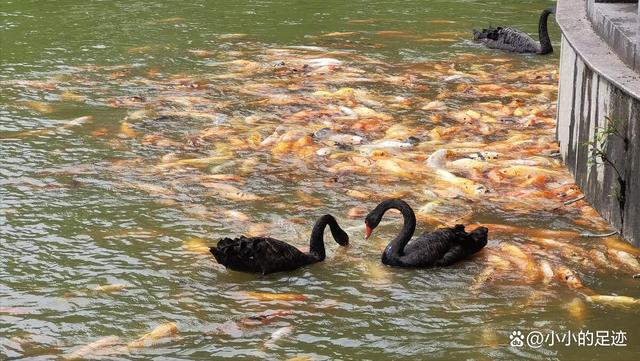 水杉秘境,福州的这两座绝美的森林公园,堪称冬日赏杉的宝藏胜地