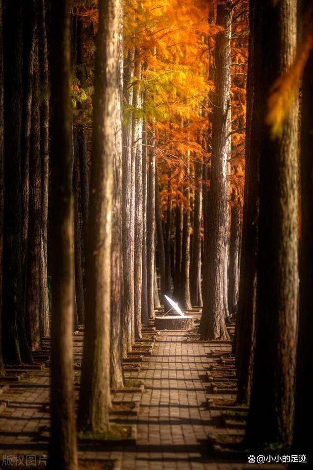 水杉秘境,福州的这两座绝美的森林公园,堪称冬日赏杉的宝藏胜地