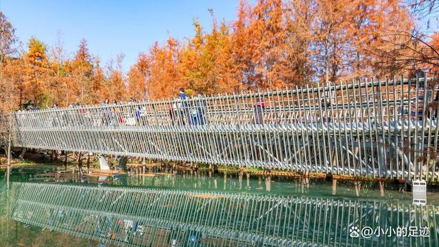 水杉秘境,福州的这两座绝美的森林公园,堪称冬日赏杉的宝藏胜地