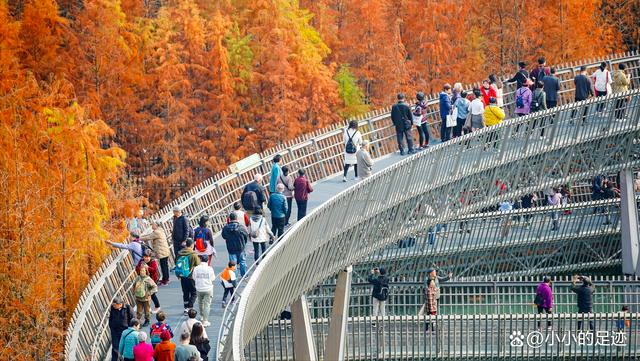 水杉秘境,福州的这两座绝美的森林公园,堪称冬日赏杉的宝藏胜地