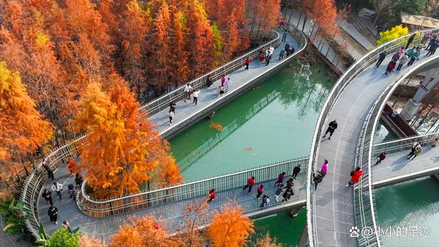 水杉秘境,福州的这两座绝美的森林公园,堪称冬日赏杉的宝藏胜地