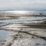 霞浦滩涂珍馐，泥螺美味令人醉