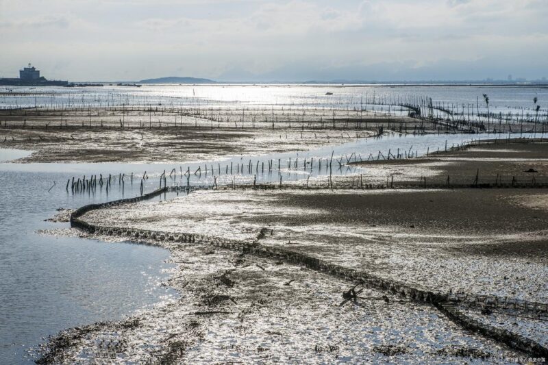 霞浦滩涂珍馐，泥螺美味令人醉