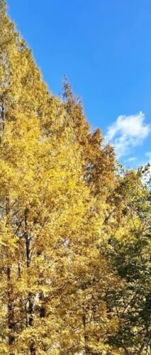 福建水杉最佳观赏之期已到！快来打卡吧→