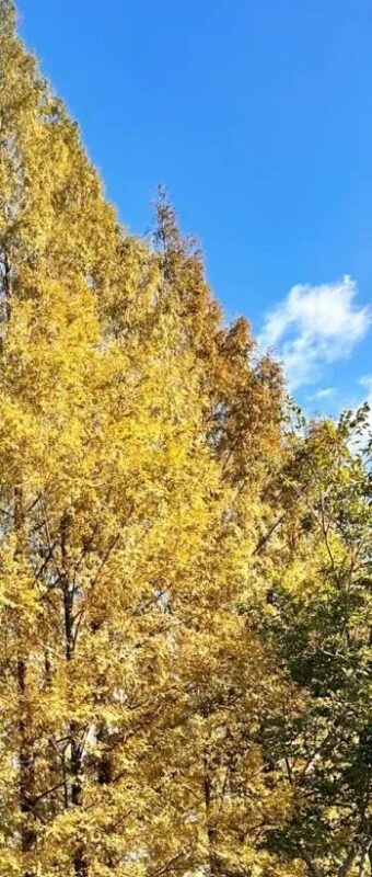 福建水杉最佳观赏之期已到！快来打卡吧→