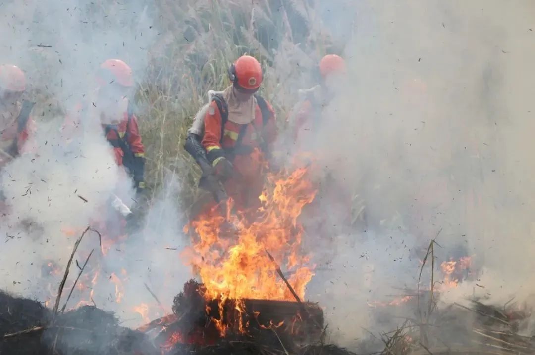 现场直击多方协同实战演练,淬炼森林灭火“硬实力”