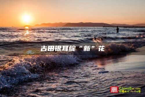 古田银耳绽“新”花