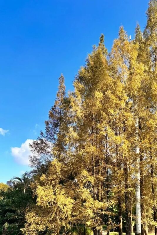 福建水杉最佳观赏之期已到！快来打卡吧→