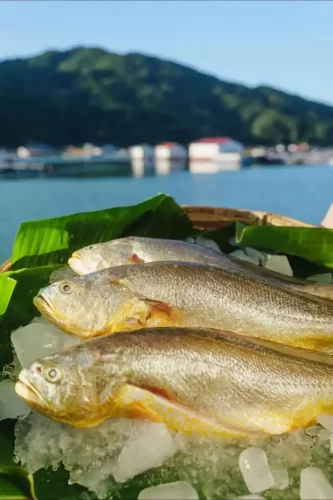 黄鱼鲞：福建一带的特色海产品