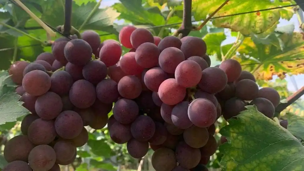 霞浦必买十大特产都有哪些?八闽君告诉你