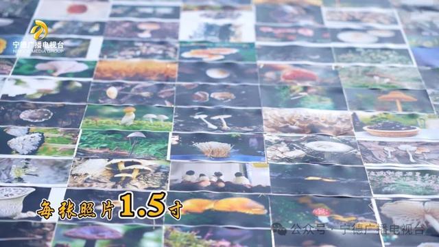 一项新的吉尼斯世界纪录在古田诞生