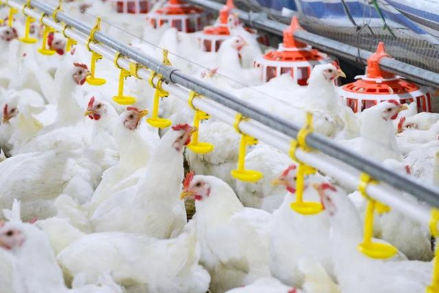 县域经济,福建何以成“弄潮儿”?