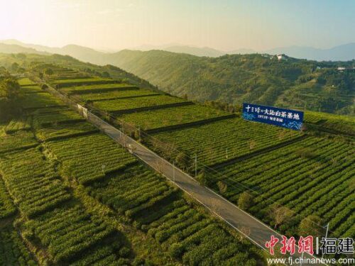 福鼎白茶获2024年全国茶叶区域公用品牌影响力指数第一名