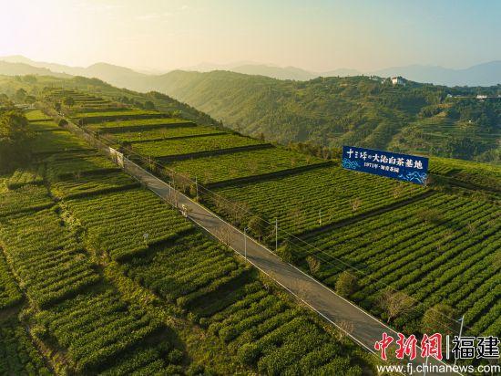 福鼎白茶获2024年全国茶叶区域公用品牌影响力指数第一名