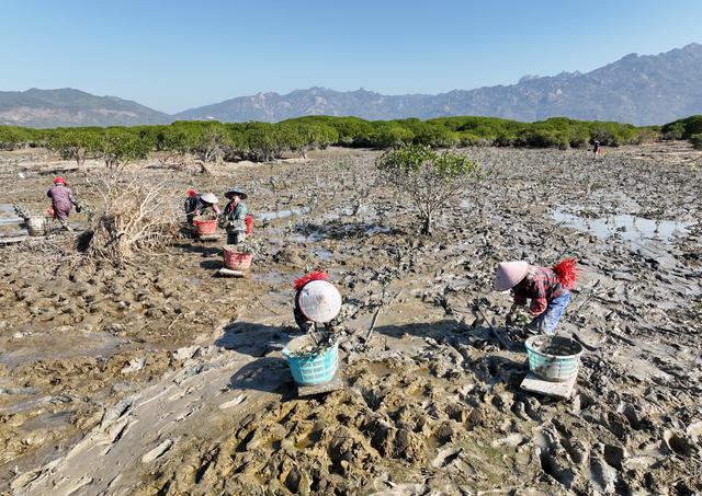福州云霄:推进湿地生态保护与修复 打造美丽生态岸线景观