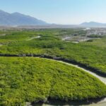 福州云霄：推进湿地生态保护与修复 打造美丽生态岸线景观