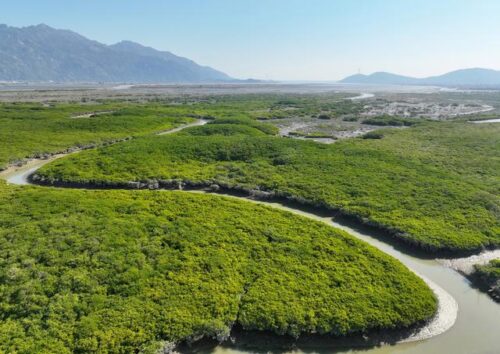 福州云霄：推进湿地生态保护与修复 打造美丽生态岸线景观