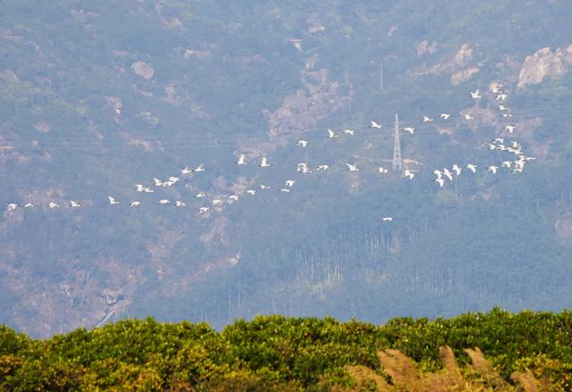 福州云霄:推进湿地生态保护与修复 打造美丽生态岸线景观
