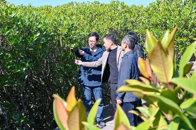 福州云霄:推进湿地生态保护与修复 打造美丽生态岸线景观