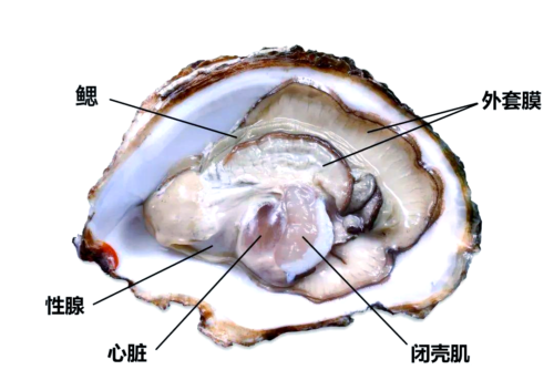 福建生蚝产业蓬勃发展，成为当地经济的“蚝”头力量