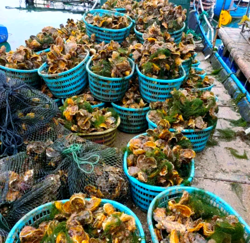 福建生蚝产业蓬勃发展，成为当地经济的“蚝”头力量