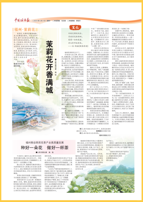 茉莉花开，探寻福州城的独特韵味与丰富故事