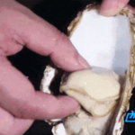 福建生蚝产业蓬勃发展，成为当地经济的“蚝”头力量