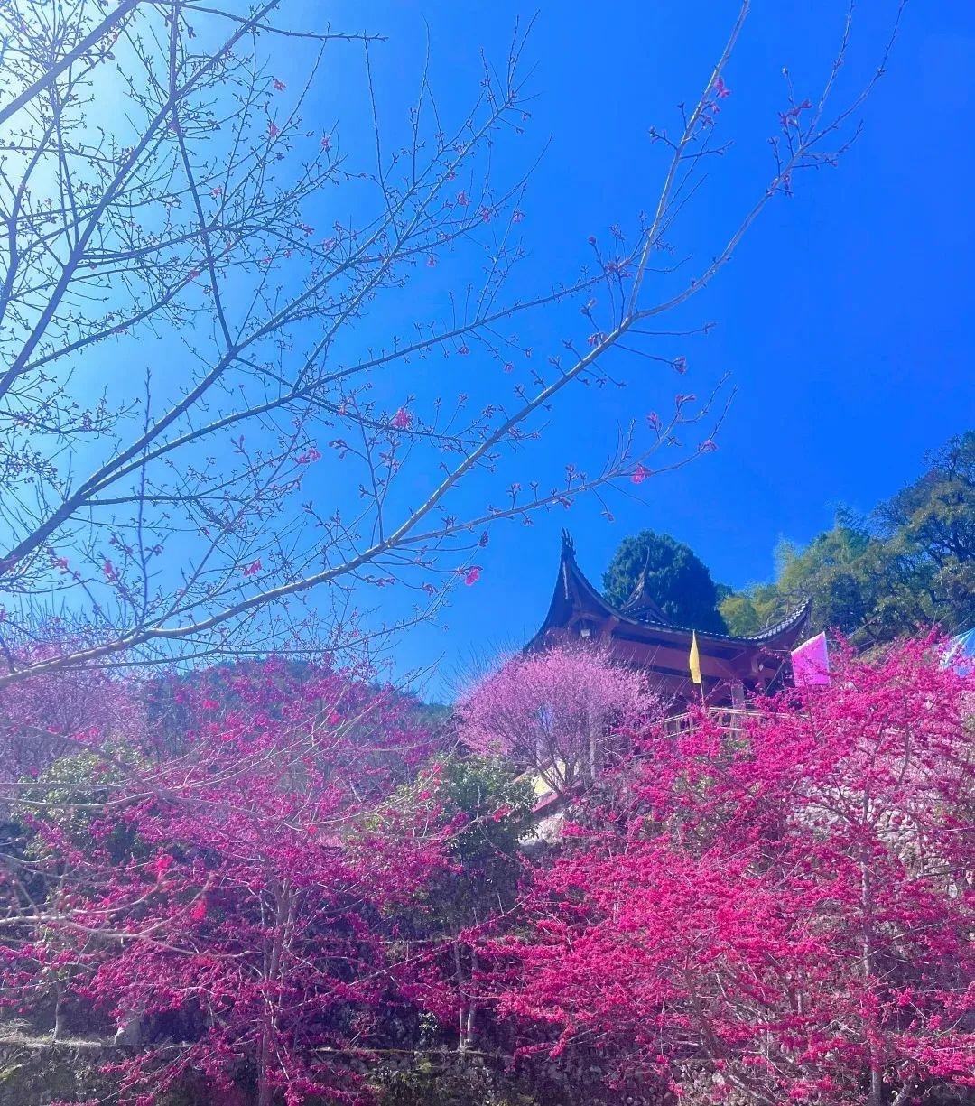 超出片!福州这些花海浪漫到心坎上啦