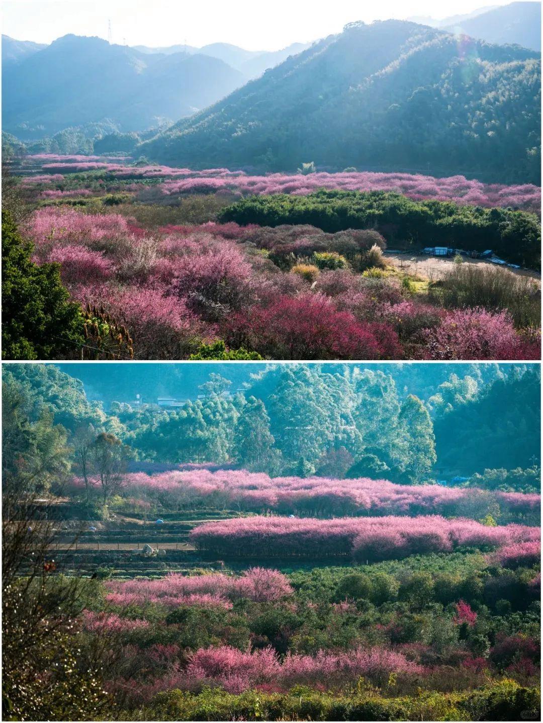 超出片!福州这些花海浪漫到心坎上啦