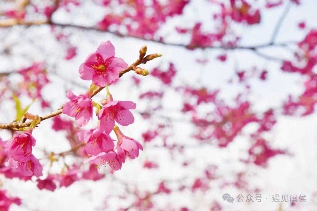 超出片!福州这些花海浪漫到心坎上啦