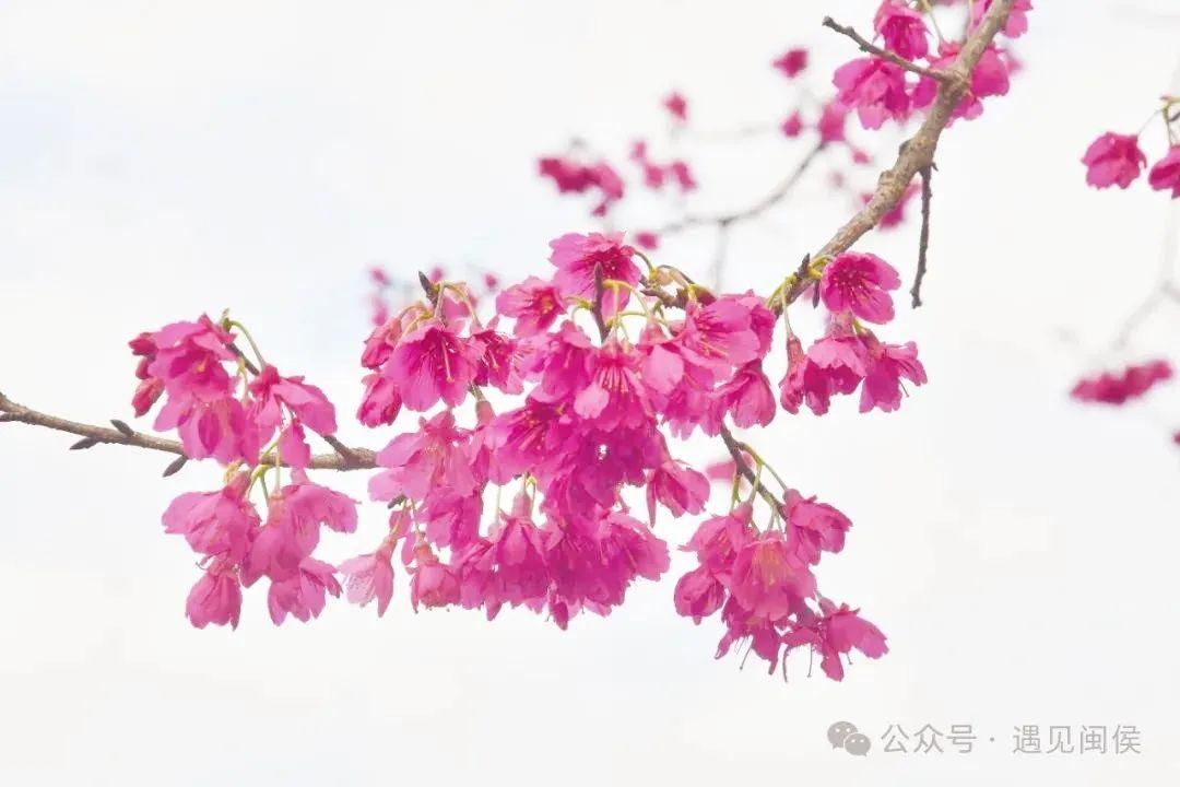 超出片!福州这些花海浪漫到心坎上啦