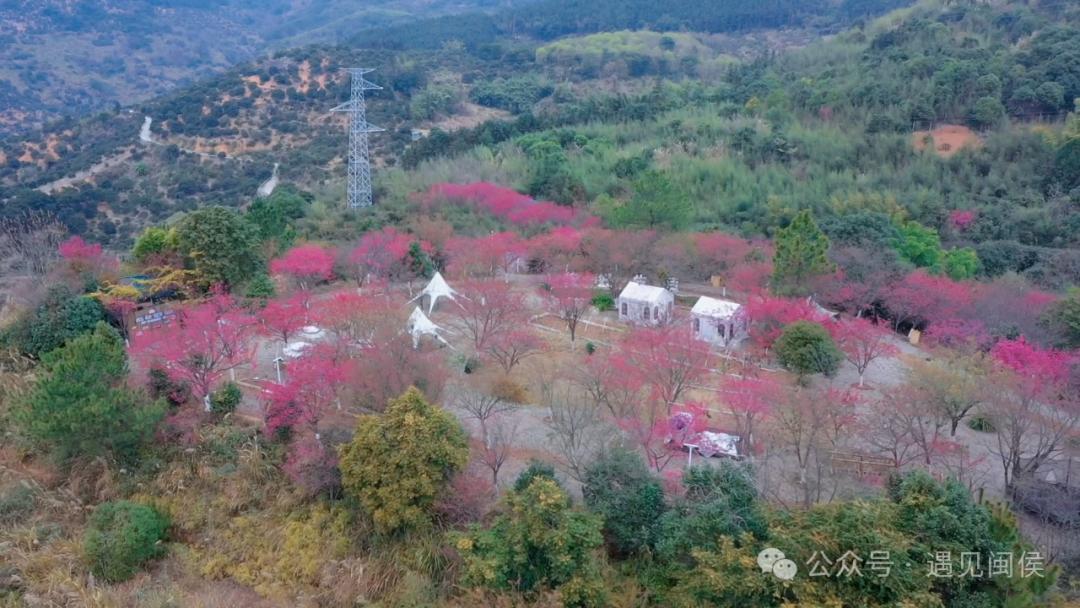 超出片!福州这些花海浪漫到心坎上啦