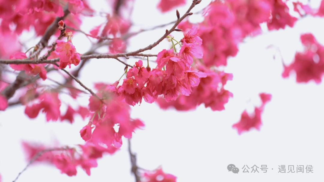 超出片!福州这些花海浪漫到心坎上啦