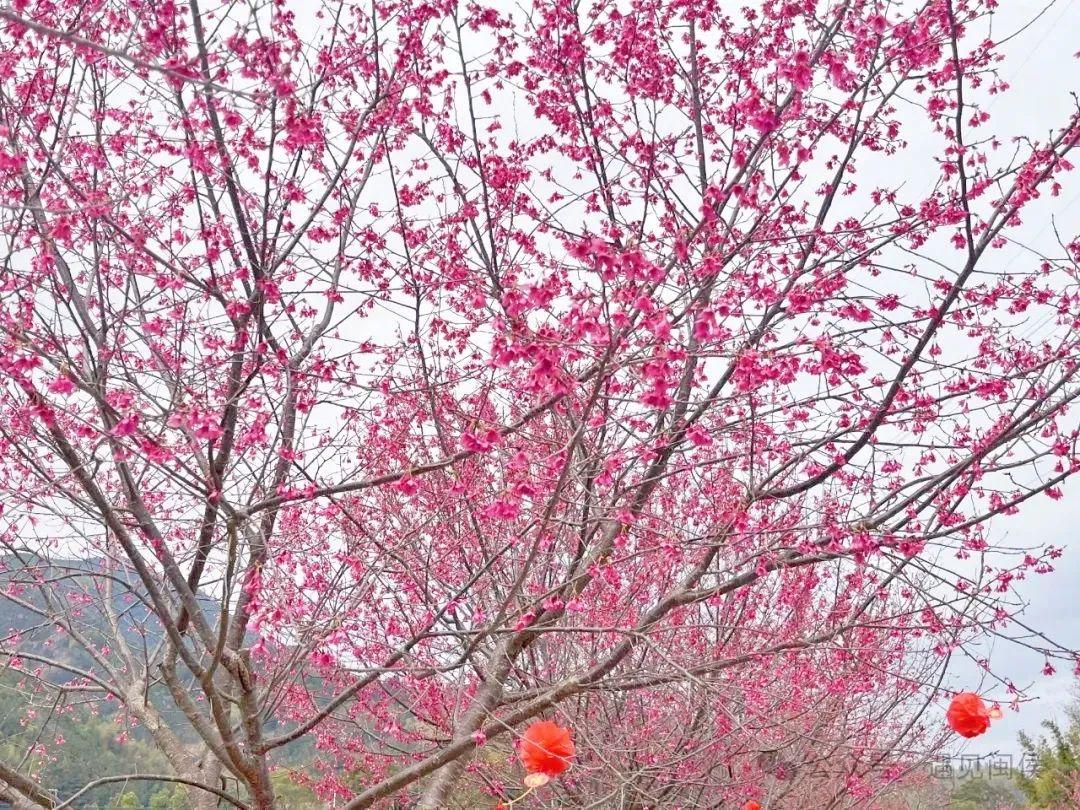 超出片!福州这些花海浪漫到心坎上啦