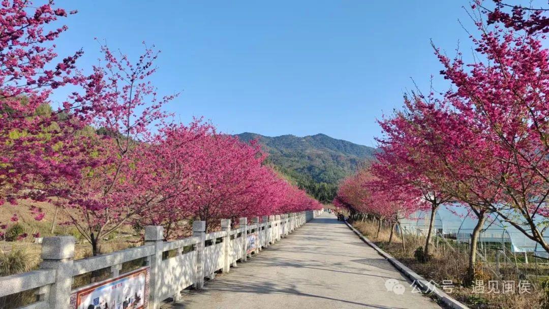 超出片!福州这些花海浪漫到心坎上啦