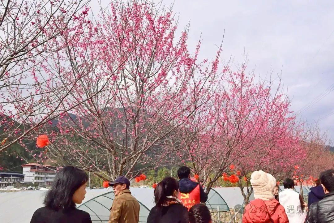 超出片!福州这些花海浪漫到心坎上啦