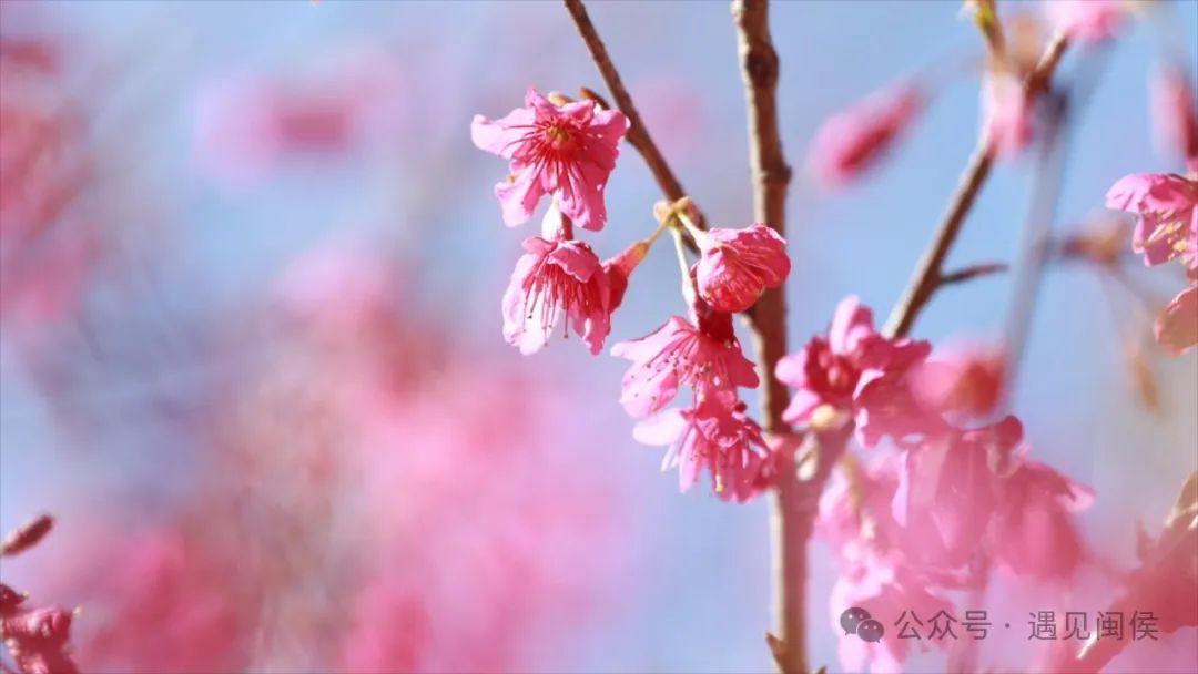 超出片!福州这些花海浪漫到心坎上啦